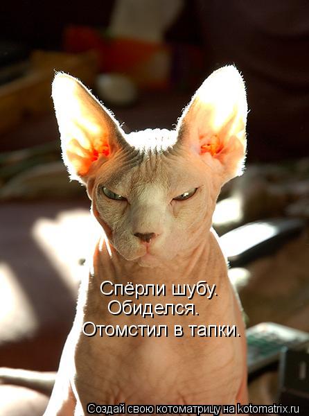 Спёрли шубу. Обиделся. Отомстил в тапки.... Котоматрица: Спёрли шубу. Обиделся. Отомстил в тапки.
