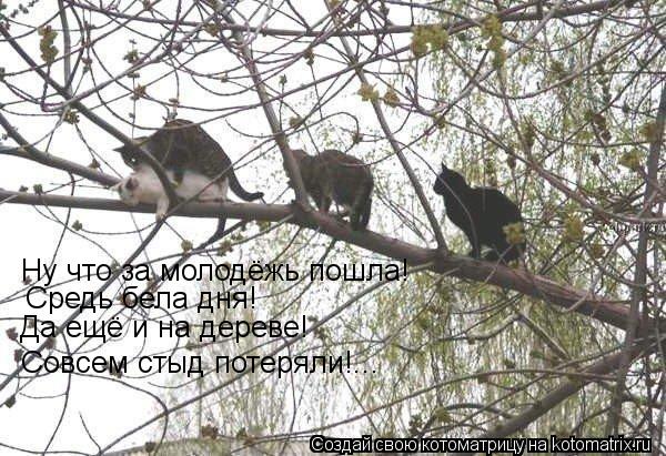 Ну что за молодёжь пошла! Средь бела дня! Да ещё и на дереве! Совсем стыд потеряли!...... Котоматрица: Ну что за молодёжь пошла! Средь бела дня! Да ещё и на дереве! Совсем стыд потеряли!...