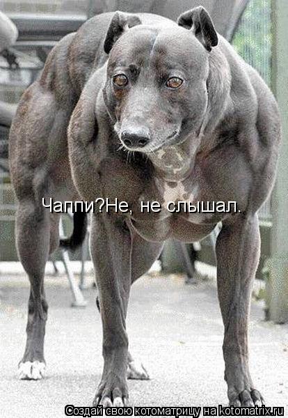 Чаппи?Не, не слышал.... Котоматрица: Чаппи?Не, не слышал.