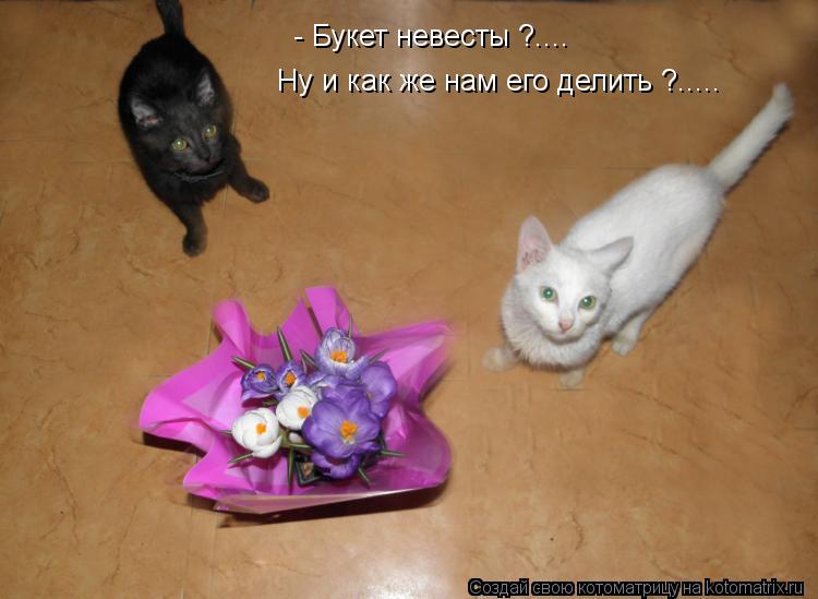 - Букет невесты ?.... Ну и как же нам его делить ?........ Котоматрица: - Букет невесты ?.... Ну и как же нам его делить ?.....