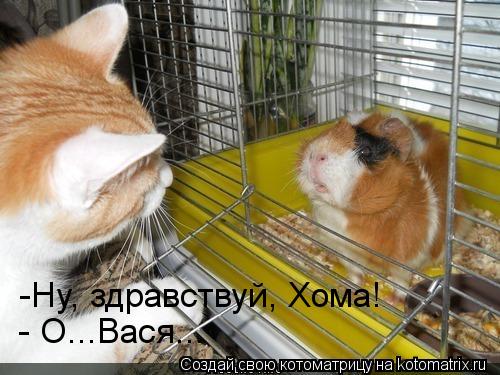 -Ну, здравствуй, Хома! - О...Вася...... Котоматрица: -Ну, здравствуй, Хома! - О...Вася...