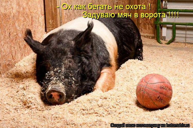 - Ох как бегать не охота ! Задуваю мяч в ворота !!!!... Котоматрица: - Ох как бегать не охота ! Задуваю мяч в ворота !!!!
