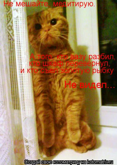Не мешайте, медитирую. А того, кто вазу разбил, кто шкаф перевернул, и кто съел золотую рыбку Не виде... Котоматрица: Не мешайте, медитирую. А того, кто вазу разбил, кто шкаф перевернул, и кто съел золотую рыбку Не видел...