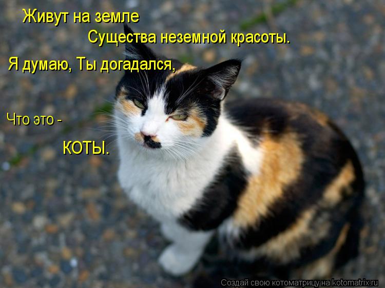 Живут на земле Существа неземной красоты. Я думаю, Ты догадался, Что это - КОТЫ.... Котоматрица: Живут на земле Существа неземной красоты. Я думаю, Ты догадался, Что это - КОТЫ.