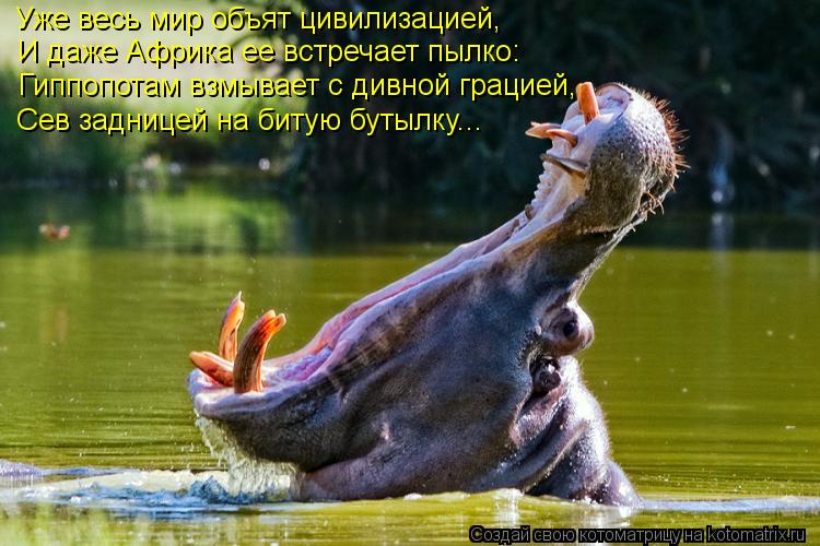 Уже весь мир объят цивилизацией, И даже Африка ее встречает пылко: Гиппопотам взмывает с дивной граци... Котоматрица: Уже весь мир объят цивилизацией, И даже Африка ее встречает пылко: Гиппопотам взмывает с дивной грацией, Сев задницей на битую бутылку...