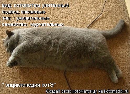 вид: котопотам упитанный подвид: плюшевые тип: : умилительные семейство: мурчательных " энциклопеди... Котоматрица: вид: котопотам упитанный подвид: плюшевые тип: : умилительные семейство: мурчательных " энциклопедия котЭ"
