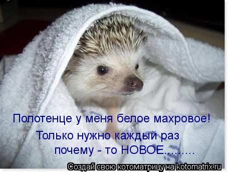 Полотенце у меня белое махровое! Только нужно каждый раз почему - то НОВОЕ............ Котоматрица: Полотенце у меня белое махровое! Только нужно каждый раз почему - то НОВОЕ.........