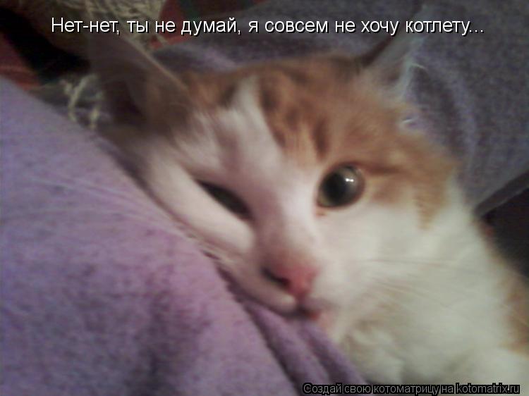 Нет-нет, ты не думай, я совсем не хочу котлету...... Котоматрица: Нет-нет, ты не думай, я совсем не хочу котлету...