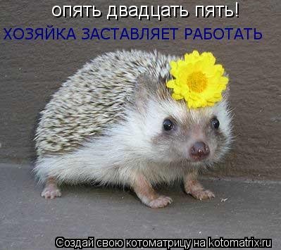 опять двадцать пять! ХОЗЯЙКА ЗАСТАВЛЯЕТ РАБОТАТЬ... Котоматрица: опять двадцать пять! ХОЗЯЙКА ЗАСТАВЛЯЕТ РАБОТАТЬ