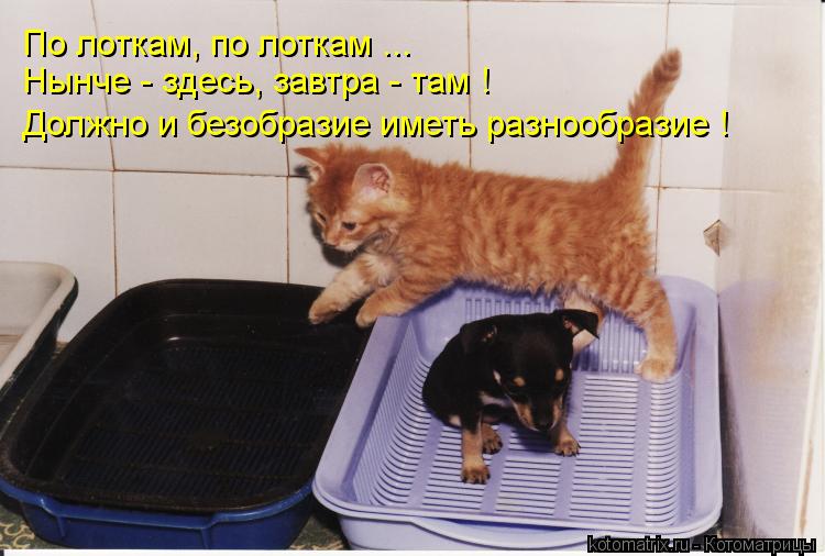 По лоткам, по лоткам ... Нынче - здесь, завтра - там ! Должно и безобразие иметь разнообразие !... Котоматрица: По лоткам, по лоткам ... Нынче - здесь, завтра - там ! Должно и безобразие иметь разнообразие !