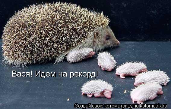 Вася! Идем на рекорд!... Котоматрица: Вася! Идем на рекорд!