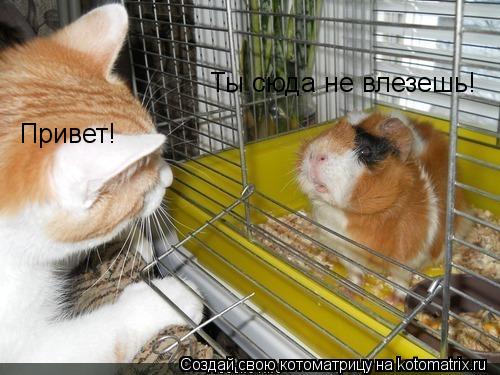 Котоматрица: Ты сюда не влезешь! Привет!