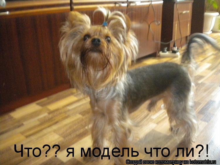 Что?? я модель что ли?!... Котоматрица: Что?? я модель что ли?!