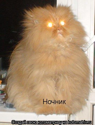 Ночник... Котоматрица: Ночник