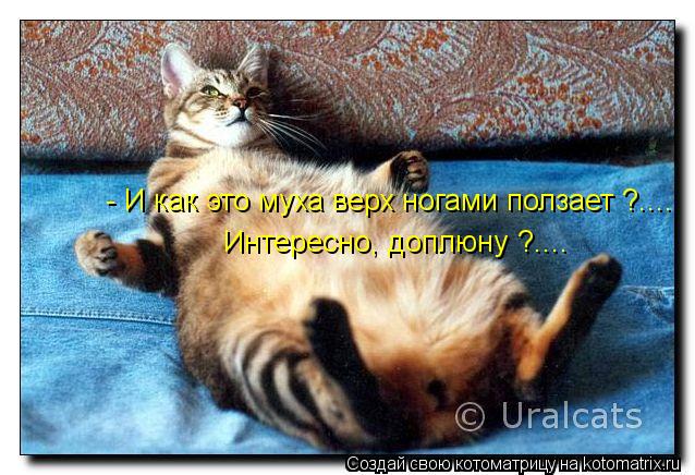 - И как это муха верх ногами ползает ?.... Интересно, доплюну ?....... Котоматрица: - И как это муха верх ногами ползает ?.... Интересно, доплюну ?....
