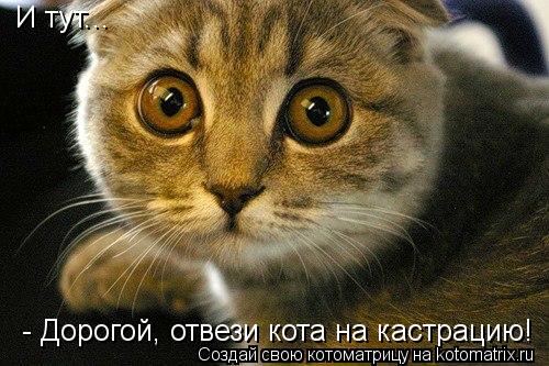 И тут... - Дорогой, отвези кота на кастрацию!... Котоматрица: И тут... - Дорогой, отвези кота на кастрацию!