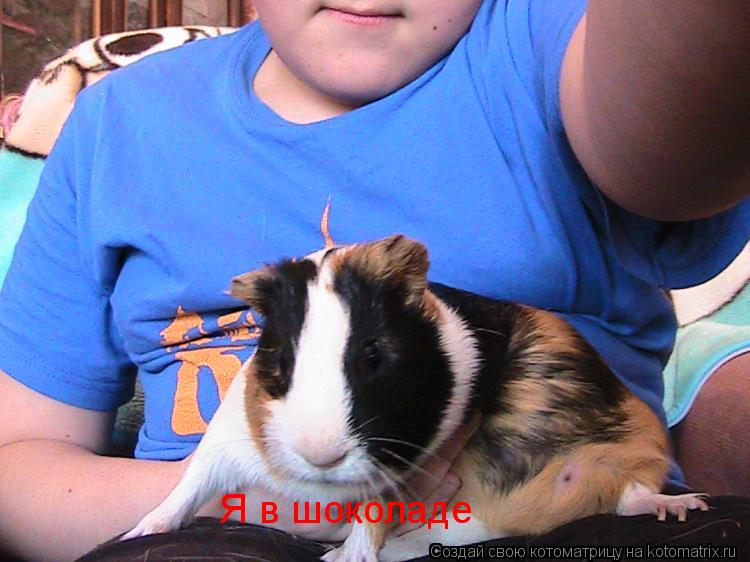 Я в шоколаде... Котоматрица: Я в шоколаде