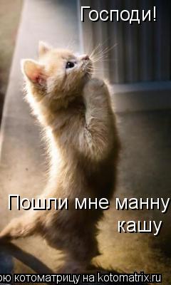 Господи! Пошли мне манну кашу... Котоматрица: Господи! Пошли мне манну кашу