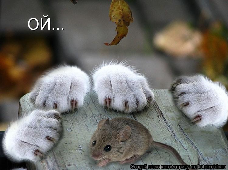 ОЙ...... Котоматрица: ОЙ...