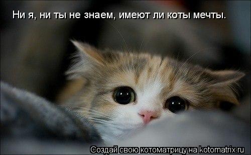 Ни я, ни ты не знаем, имеют ли коты мечты.... Котоматрица: Ни я, ни ты не знаем, имеют ли коты мечты.