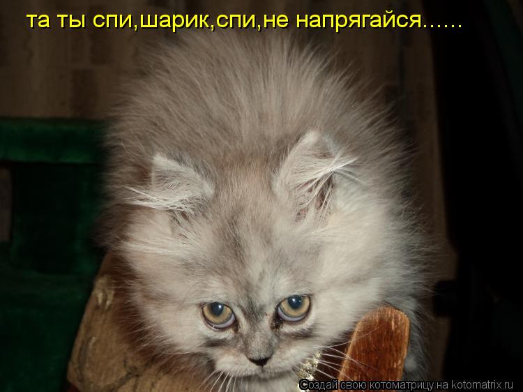 та ты спи,шарик,спи,не напрягайся......... Котоматрица: та ты спи,шарик,спи,не напрягайся......