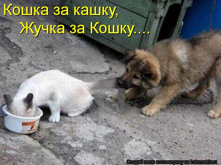 Кошка за кашку, Жучка за Кошку....... Котоматрица: Кошка за кашку, Жучка за Кошку....