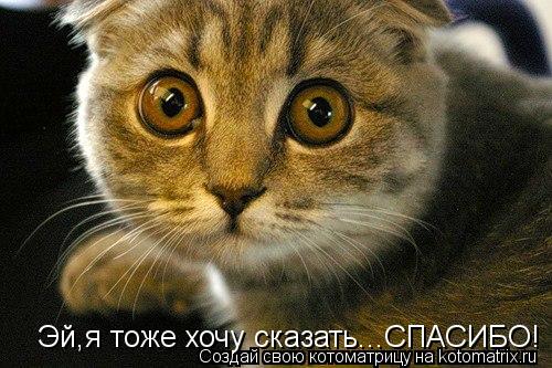 Эй,я тоже хочу сказать...СПАСИБО!... Котоматрица: Эй,я тоже хочу сказать...СПАСИБО!