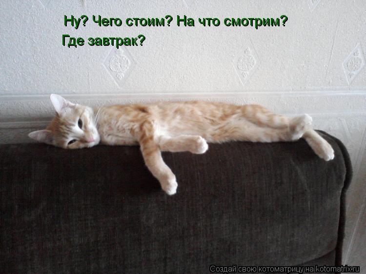 Ну? Чего стоим? На что смотрим? Где завтрак?... Котоматрица: Ну? Чего стоим? На что смотрим? Где завтрак?