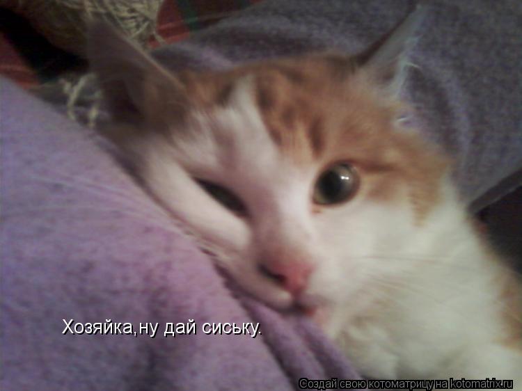 Хозяйка,ну дай сиську.... Котоматрица: Хозяйка,ну дай сиську.