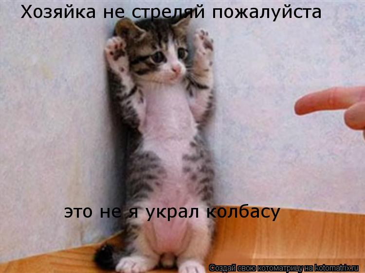 Хозяйка не стреляй пожалуйста это не я украл колбасу... Котоматрица: Хозяйка не стреляй пожалуйста это не я украл колбасу