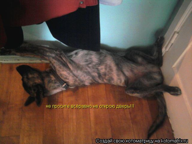 не просите всёравно не открою дверь!!!... Котоматрица: не просите всёравно не открою дверь!!!