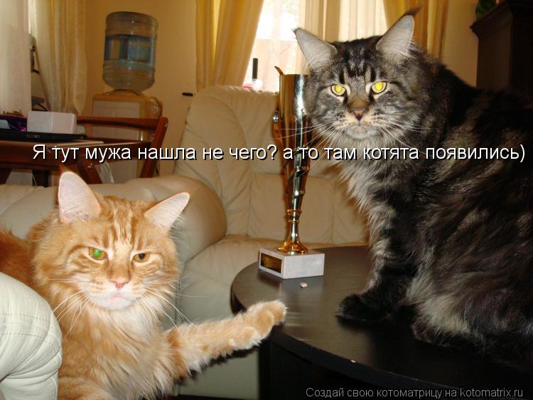 Я тут мужа нашла не чего? а то там котята появились)... Котоматрица: Я тут мужа нашла не чего? а то там котята появились)