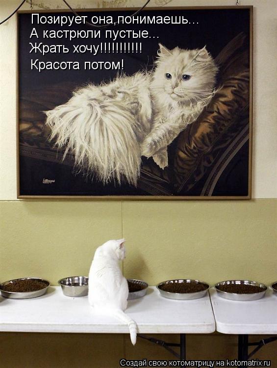Позирует она,понимаешь... А кастрюли пустые... Жрать хочу!!!!!!!!!!! Красота потом!... Котоматрица: Позирует она,понимаешь... А кастрюли пустые... Жрать хочу!!!!!!!!!!! Красота потом!
