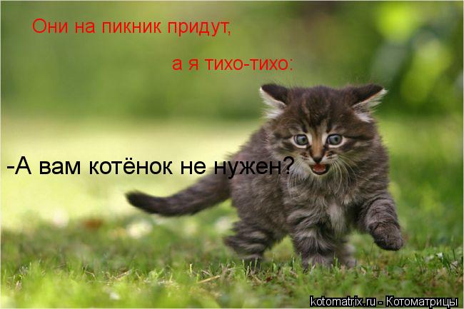 Они на пикник придут, а я тихо-тихо: -А вам котёнок не нужен?... Котоматрица: Они на пикник придут, а я тихо-тихо: -А вам котёнок не нужен?