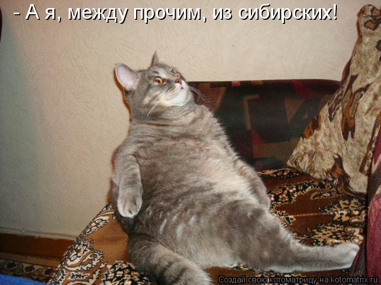 - А я, между прочим, из сибирских!... Котоматрица: - А я, между прочим, из сибирских!