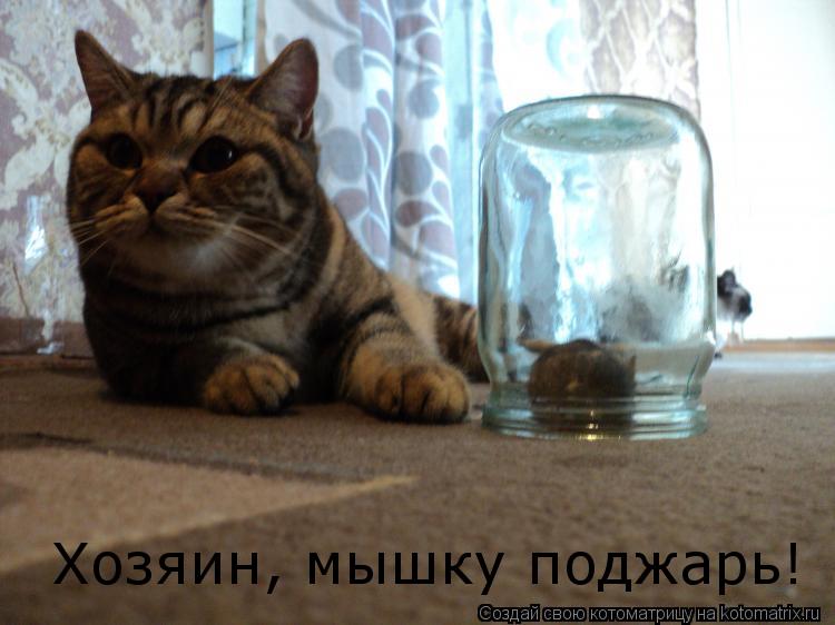 Хозяин, мышку поджарь!... Котоматрица: Хозяин, мышку поджарь!