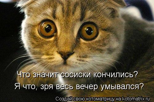 Что значит сосиски кончились? Я что, зря весь вечер умывался?... Котоматрица: Что значит сосиски кончились? Я что, зря весь вечер умывался?