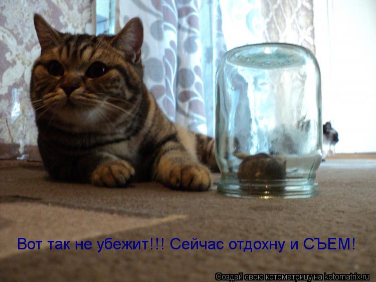 Вот так не убежит!!! Сейчас отдохну и СЪЕМ!... Котоматрица: Вот так не убежит!!! Сейчас отдохну и СЪЕМ!