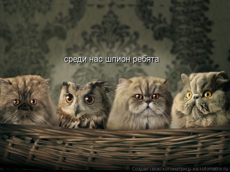 среди нас шпион ребята... Котоматрица: среди нас шпион ребята