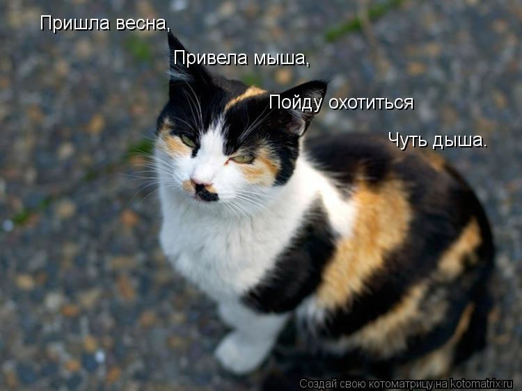 Пришла весна, Привела мыша, Пойду охотиться Чуть дыша.... Котоматрица: Пришла весна, Привела мыша, Пойду охотиться Чуть дыша.