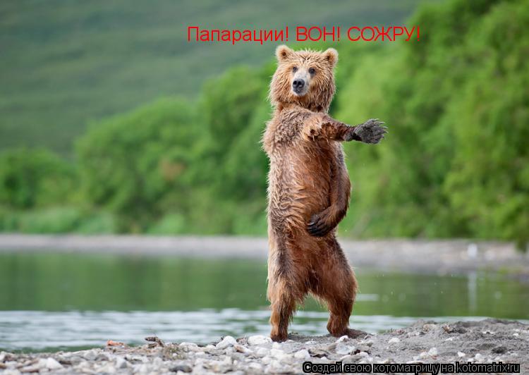 Папарации! ВОН! СОЖРУ!... Котоматрица: Папарации! ВОН! СОЖРУ!