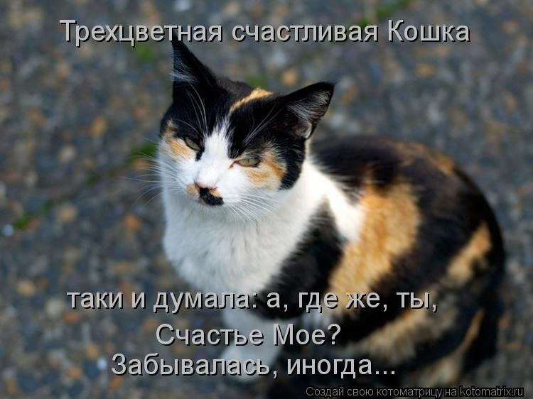 Трехцветная счастливая Кошка таки и думала: а, где же, ты, Счастье Мое? Забывалась, иногда...... Котоматрица: Трехцветная счастливая Кошка таки и думала: а, где же, ты, Счастье Мое? Забывалась, иногда...