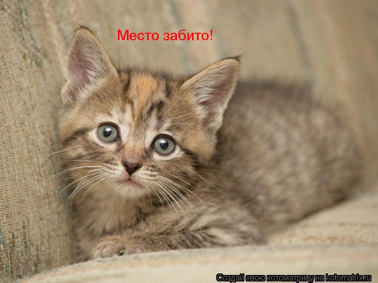 Место забито!... Котоматрица: Место забито!