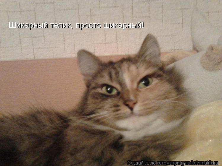 Шикарный телик, просто шикарный!... Котоматрица: Шикарный телик, просто шикарный!