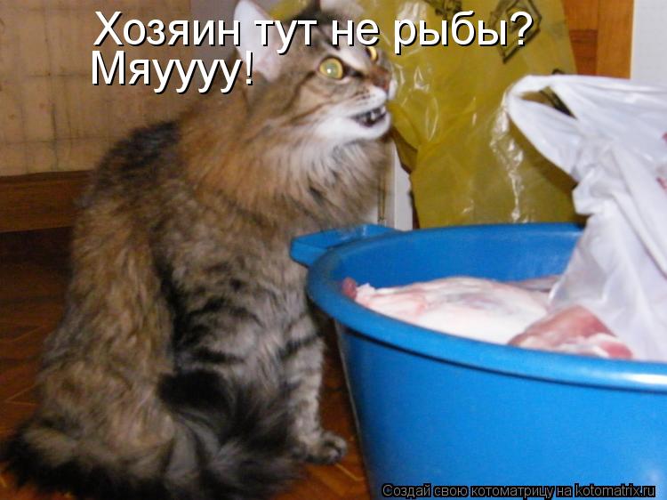 Хозяин тут не рыбы? Мяуууу!... Котоматрица: Хозяин тут не рыбы? Мяуууу!