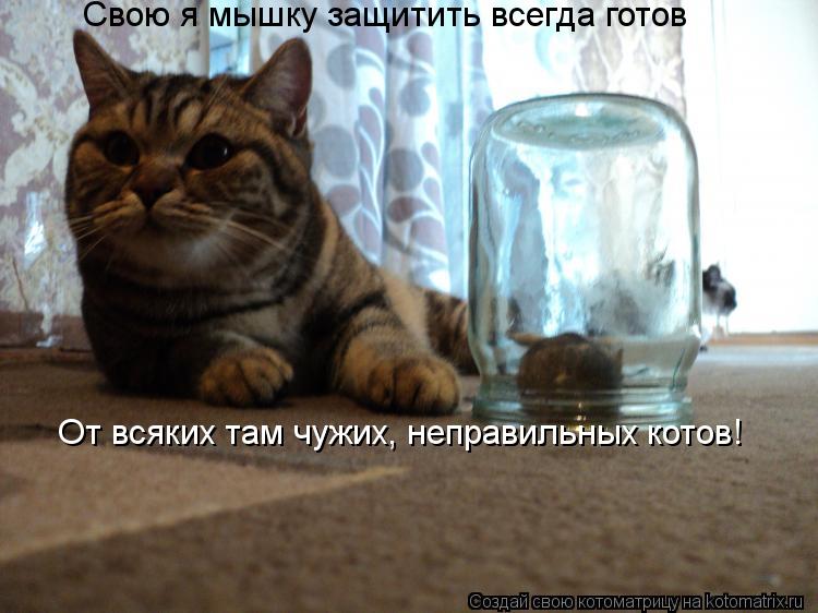 Свою я мышку защитить всегда готов От всяких там чужих, неправильных котов!... Котоматрица: Свою я мышку защитить всегда готов От всяких там чужих, неправильных котов!