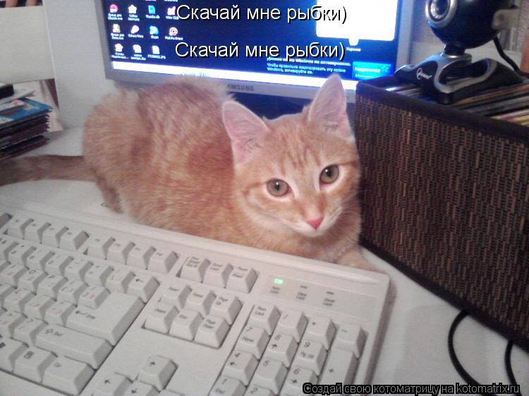 Скачай мне рыбки) Скачай мне рыбки)... Котоматрица: Скачай мне рыбки) Скачай мне рыбки)