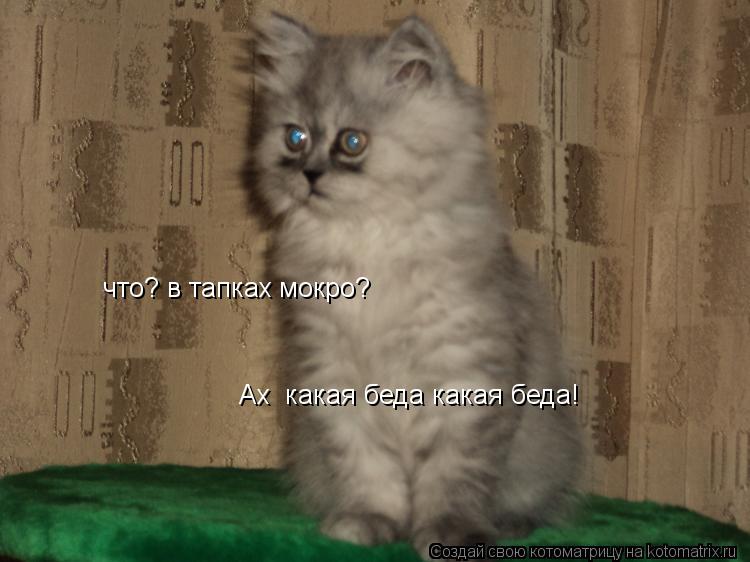 что? в тапках мокро? Ах какая беда какая беда!... Котоматрица: что? в тапках мокро? Ах какая беда какая беда!