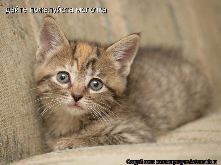 дайте пожалуйста молочка... Котоматрица: дайте пожалуйста молочка
