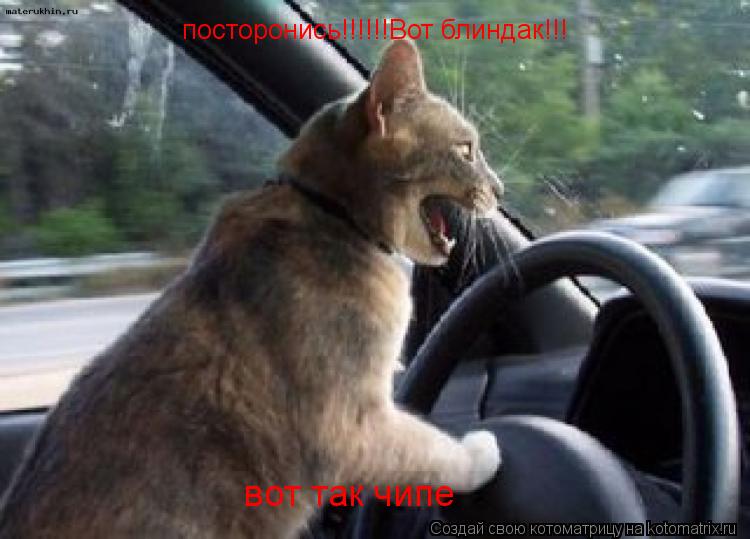 посторонись!!!!!!Вот блиндак!!! вот так чипе... Котоматрица: посторонись!!!!!!Вот блиндак!!! вот так чипе